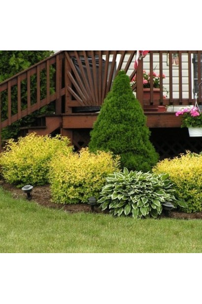 Спірея яЯскрава спірея Голдмаунд для клумб та газонів.понська Голдмаунд